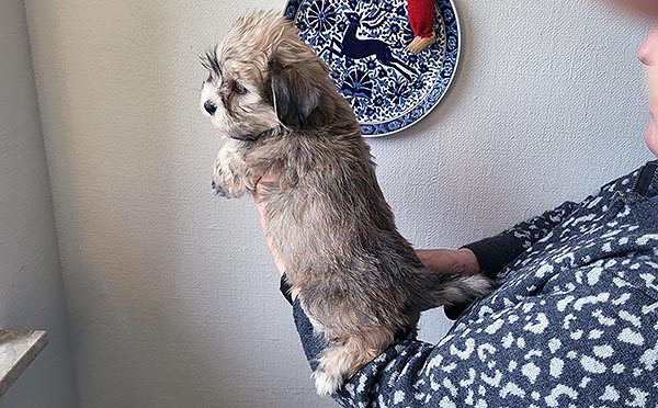 Terkel bichon havanese hvalp hundehvalp bichon havanais hvalpe hundehvalpe