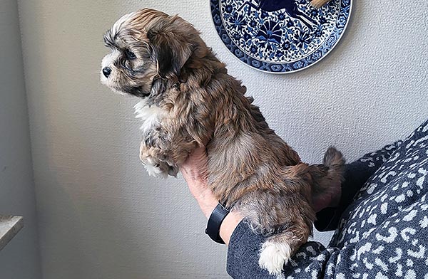 Theodor bichon havanese hvalp hundehvalp bichon havanais hvalpe hundehvalpe