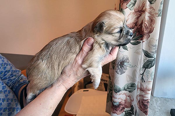 Thue bichon havanese hvalp hundehvalp bichon havanais hvalpe hundehvalpe