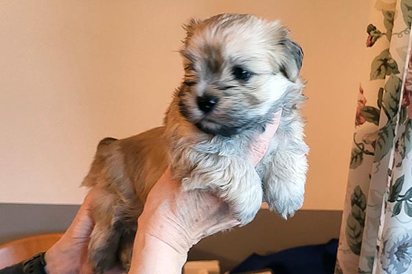 Thue bichon havanese hvalp hundehvalp bichon havanais hvalpe hundehvalpe