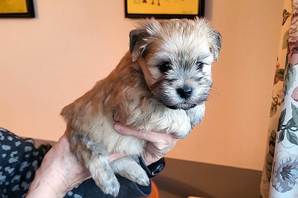 Thue bichon havanese hvalp hundehvalp bichon havanais hvalpe hundehvalpe