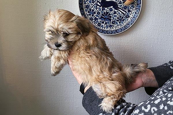 Thue bichon havanese hvalp hundehvalp bichon havanais hvalpe hundehvalpe