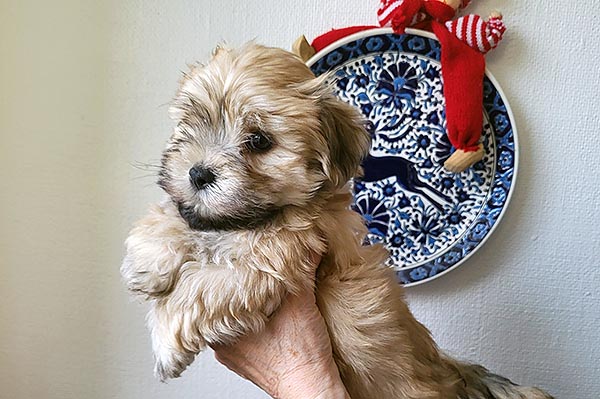 Thue bichon havanese hvalp hundehvalp bichon havanais hvalpe hundehvalpe