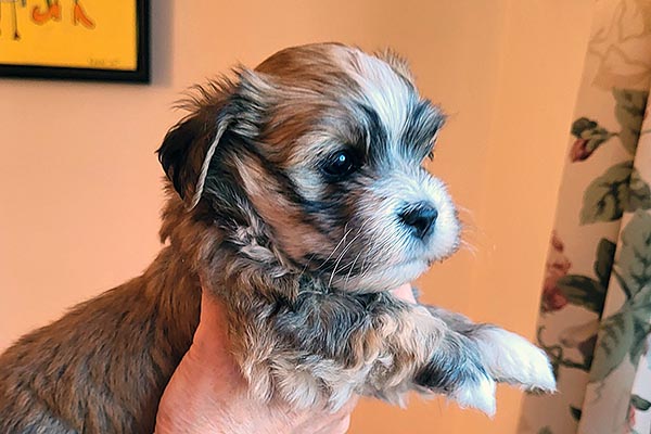 Tulle bichon havanese hvalp hundehvalp bichon havanais hvalpe hundehvalpe