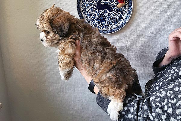 Tulle bichon havanese hvalp hundehvalp bichon havanais hvalpe hundehvalpe