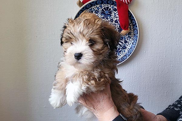 Tulle bichon havanese hvalp hundehvalp bichon havanais hvalpe hundehvalpe