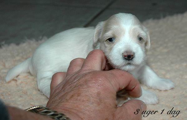 Valborg bichon havanese hvalp hundehvalp bichon havanais hvalpe hundehvalpe