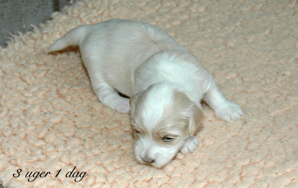 Valborg bichon havanese hvalp hundehvalp bichon havanais hvalpe hundehvalpe