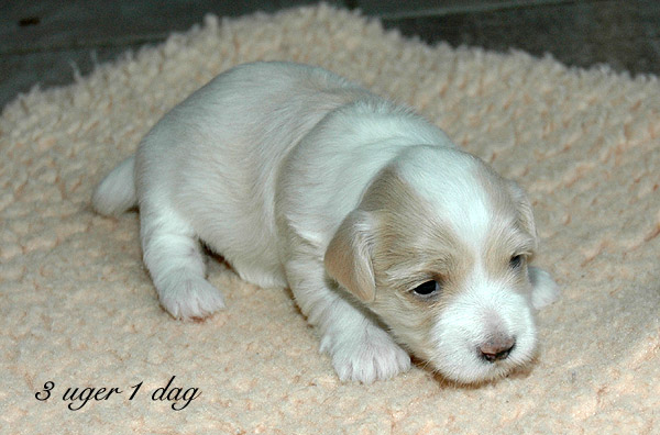 Valborg bichon havanese hvalp hundehvalp bichon havanais hvalpe hundehvalpe