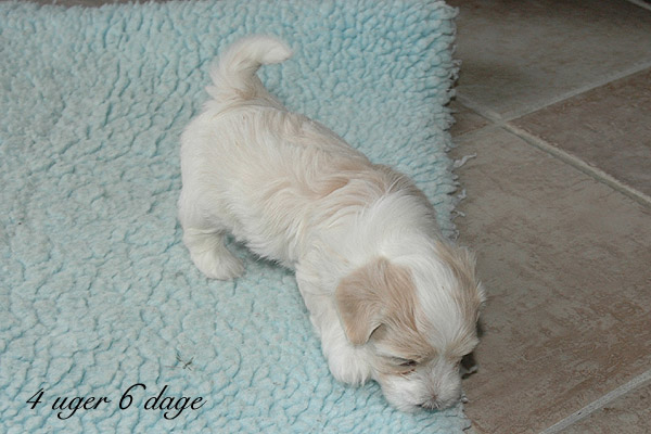 Valborg bichon havanese hvalp hundehvalp bichon havanais hvalpe hundehvalpe