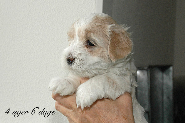 Valborg bichon havanese hvalp hundehvalp bichon havanais hvalpe hundehvalpe