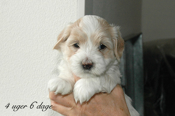 Valborg bichon havanese hvalp hundehvalp bichon havanais hvalpe hundehvalpe