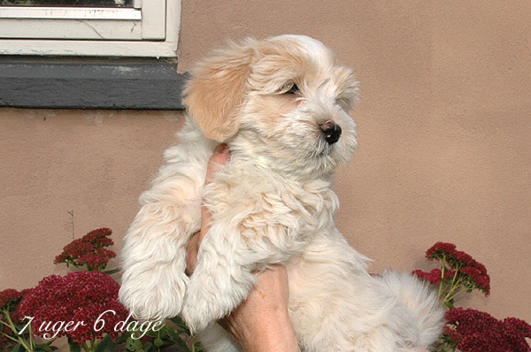 Valborg bichon havanese hvalp hundehvalp bichon havanais hvalpe hundehvalpe