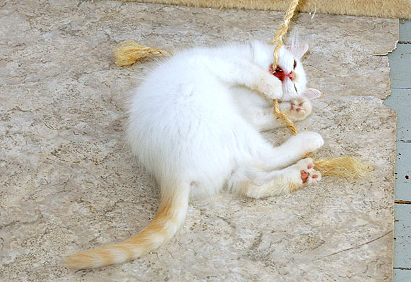 Valter Ragdoll killing kattekilling Ragdol killinger kattekillinger