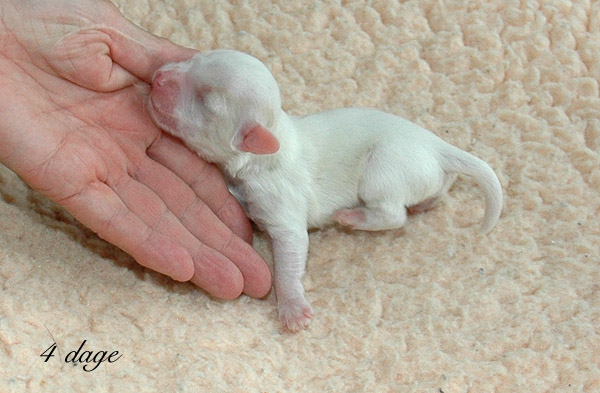 Vanilla bichon havanese hvalp hundehvalp bichon havanais hvalpe hundehvalpe