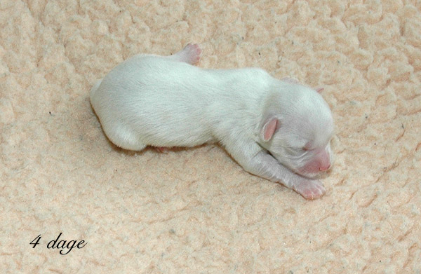 Vanilla bichon havanese hvalp hundehvalp bichon havanais hvalpe hundehvalpe