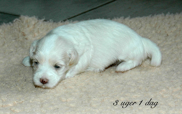 Vanilla bichon havanese hvalp hundehvalp bichon havanais hvalpe hundehvalpe