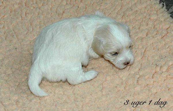 Vanilla bichon havanese hvalp hundehvalp bichon havanais hvalpe hundehvalpe