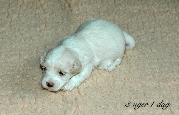 Vanilla bichon havanese hvalp hundehvalp bichon havanais hvalpe hundehvalpe