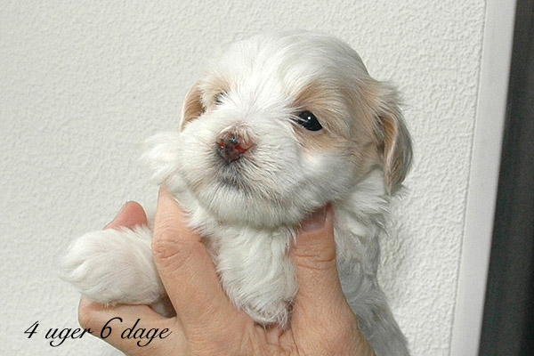 Vanilla bichon havanese hvalp hundehvalp bichon havanais hvalpe hundehvalpe