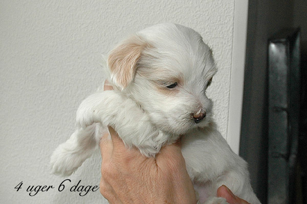 Vanilla bichon havanese hvalp hundehvalp bichon havanais hvalpe hundehvalpe