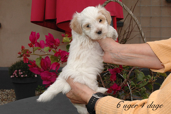 Vanilla bichon havanese hvalp hundehvalp bichon havanais hvalpe hundehvalpe