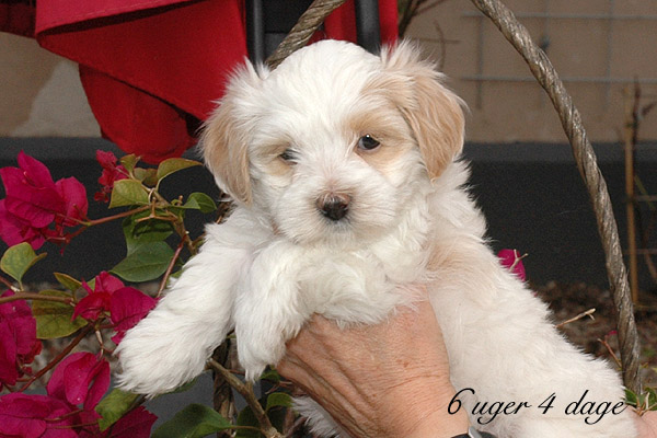 Vanilla bichon havanese hvalp hundehvalp bichon havanais hvalpe hundehvalpe