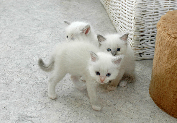 Venessa Ragdoll killing kattekilling Ragdol killinger kattekillinger