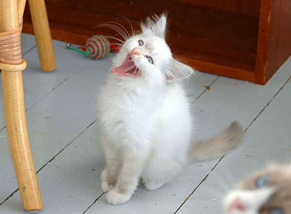 Venessa Ragdoll killing kattekilling Ragdol killinger kattekillinger