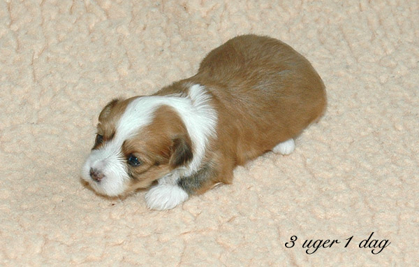 Vera bichon havanese hvalp hundehvalp bichon havanais hvalpe hundehvalpe