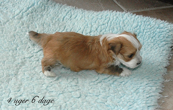 Vera bichon havanese hvalp hundehvalp bichon havanais hvalpe hundehvalpe