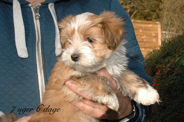 Vera bichon havanese hvalp hundehvalp bichon havanais hvalpe hundehvalpe