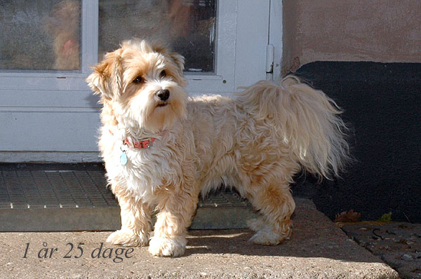 Vera bichon havanese hvalp hundehvalp bichon havanais hvalpe hundehvalpe