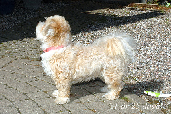 Vera bichon havanese hvalp hundehvalp bichon havanais hvalpe hundehvalpe