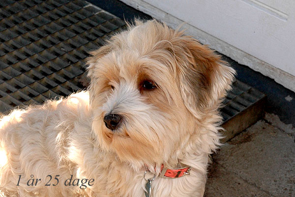 Vera bichon havanese hvalp hundehvalp bichon havanais hvalpe hundehvalpe
