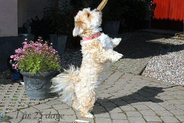 Vera bichon havanese hvalp hundehvalp bichon havanais hvalpe hundehvalpe
