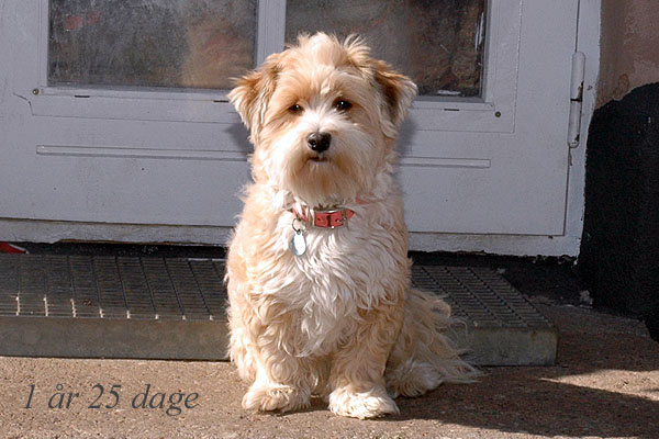 Vera bichon havanese hvalp hundehvalp bichon havanais hvalpe hundehvalpe