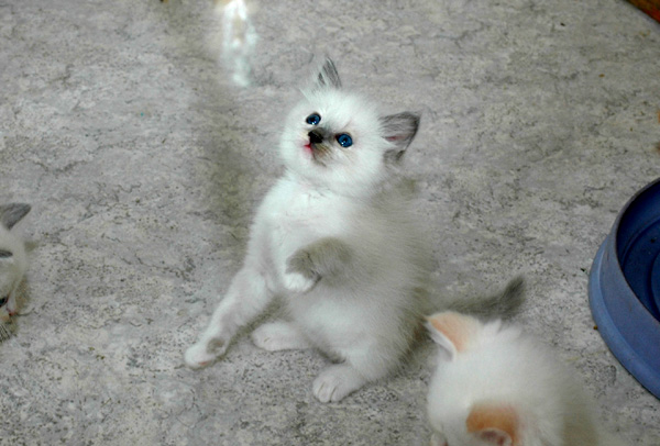 Vibe Ragdoll killing kattekilling Ragdol killinger kattekillinger