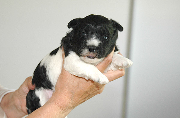 Vigga bichon havanese hvalp hundehvalp bichon havanais hvalpe hundehvalpe