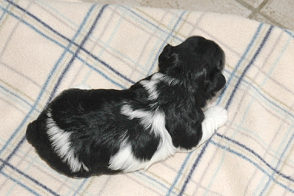 Vigga bichon havanese hvalp hundehvalp bichon havanais hvalpe hundehvalpe