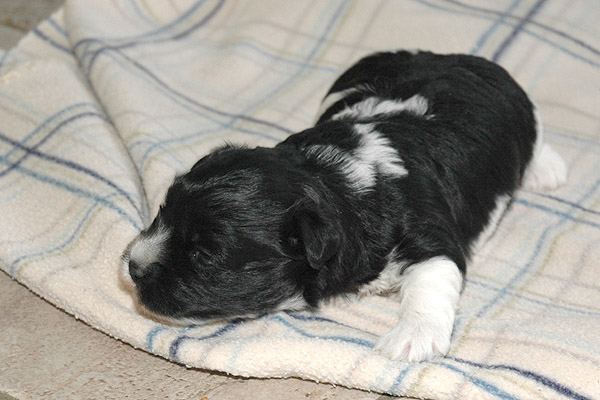 Vigga bichon havanese hvalp hundehvalp bichon havanais hvalpe hundehvalpe
