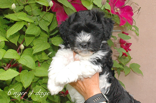 Vigga bichon havanese hvalp hundehvalp bichon havanais hvalpe hundehvalpe