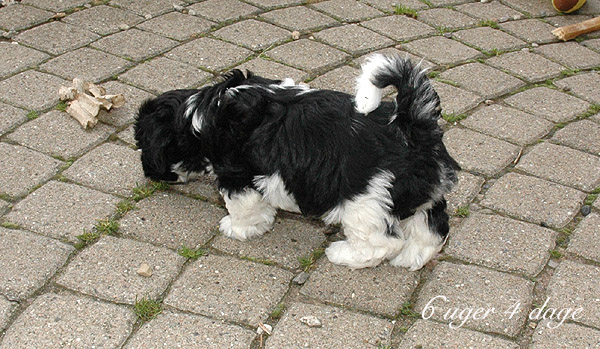 Vigga bichon havanese hvalp hundehvalp bichon havanais hvalpe hundehvalpe
