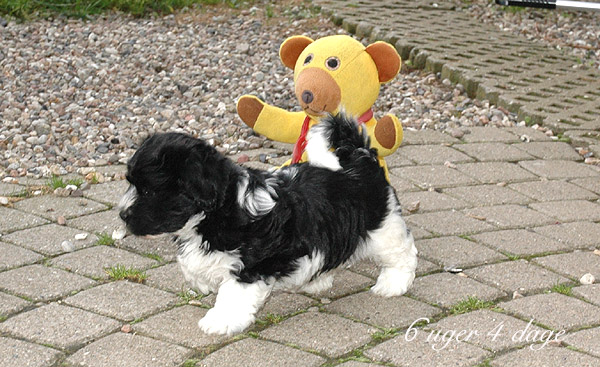 Vigga bichon havanese hvalp hundehvalp bichon havanais hvalpe hundehvalpe