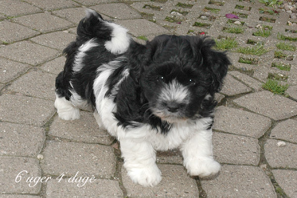 Vigga bichon havanese hvalp hundehvalp bichon havanais hvalpe hundehvalpe