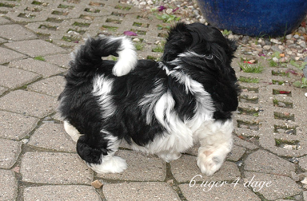 Vigga bichon havanese hvalp hundehvalp bichon havanais hvalpe hundehvalpe