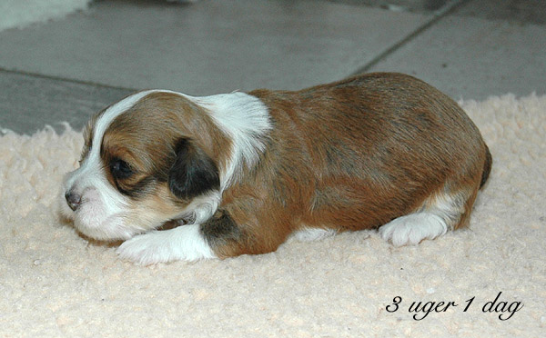 Viggo bichon havanese hvalp hundehvalp bichon havanais hvalpe hundehvalpe