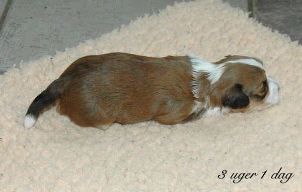 Viggo bichon havanese hvalp hundehvalp bichon havanais hvalpe hundehvalpe