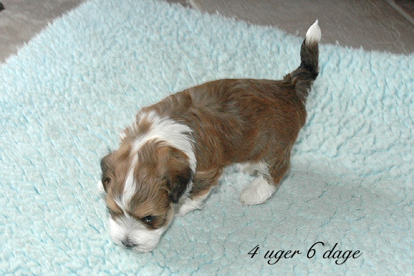 Viggo bichon havanese hvalp hundehvalp bichon havanais hvalpe hundehvalpe