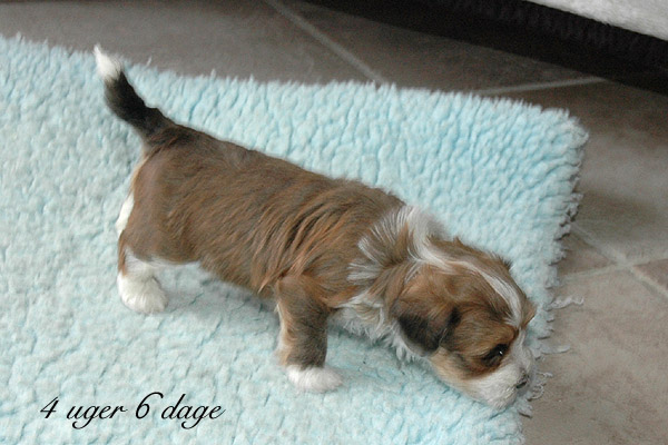 Viggo bichon havanese hvalp hundehvalp bichon havanais hvalpe hundehvalpe